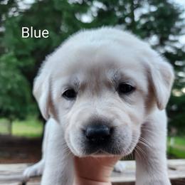 Blue collar boy - Yellow male Labrador Retriever puppy in Mossyrock, Washington from White River Labradors