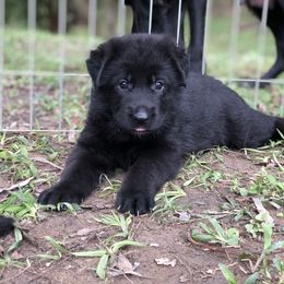 German Shepherd Puppies from Zwinger vom Schneider Wald