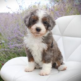 Jade - Blue merle female Bernedoodle puppy in Eagle Mountain, Utah from Fur Real Puppies.