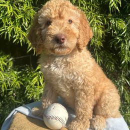 Jerry - Apricot male Goldendoodle puppy in Los Angeles, California from LA’s Favorite Puppies