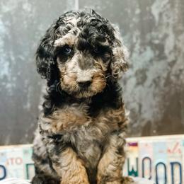 Wrangler - Merle male Goldendoodle puppy in Pasco, Washington from Camp Doodle Woods