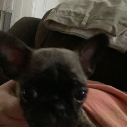 Pug All Grown Up from Pug Life
