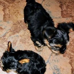 Yorkshire Terrier Puppies from Danielle's Yorkies