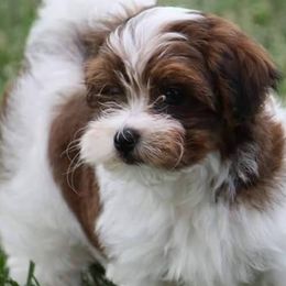 Havanese from Bill's Havanese