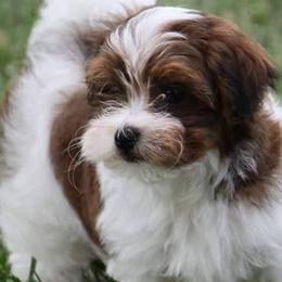 Havanese from Bill's Havanese