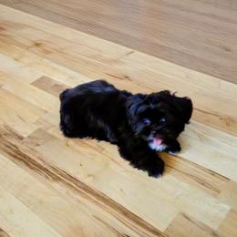 Lumi - Black female Lhasa Apso puppy in Hillsboro, Oregon from Luv-N-Laughter Lhasa Apsos