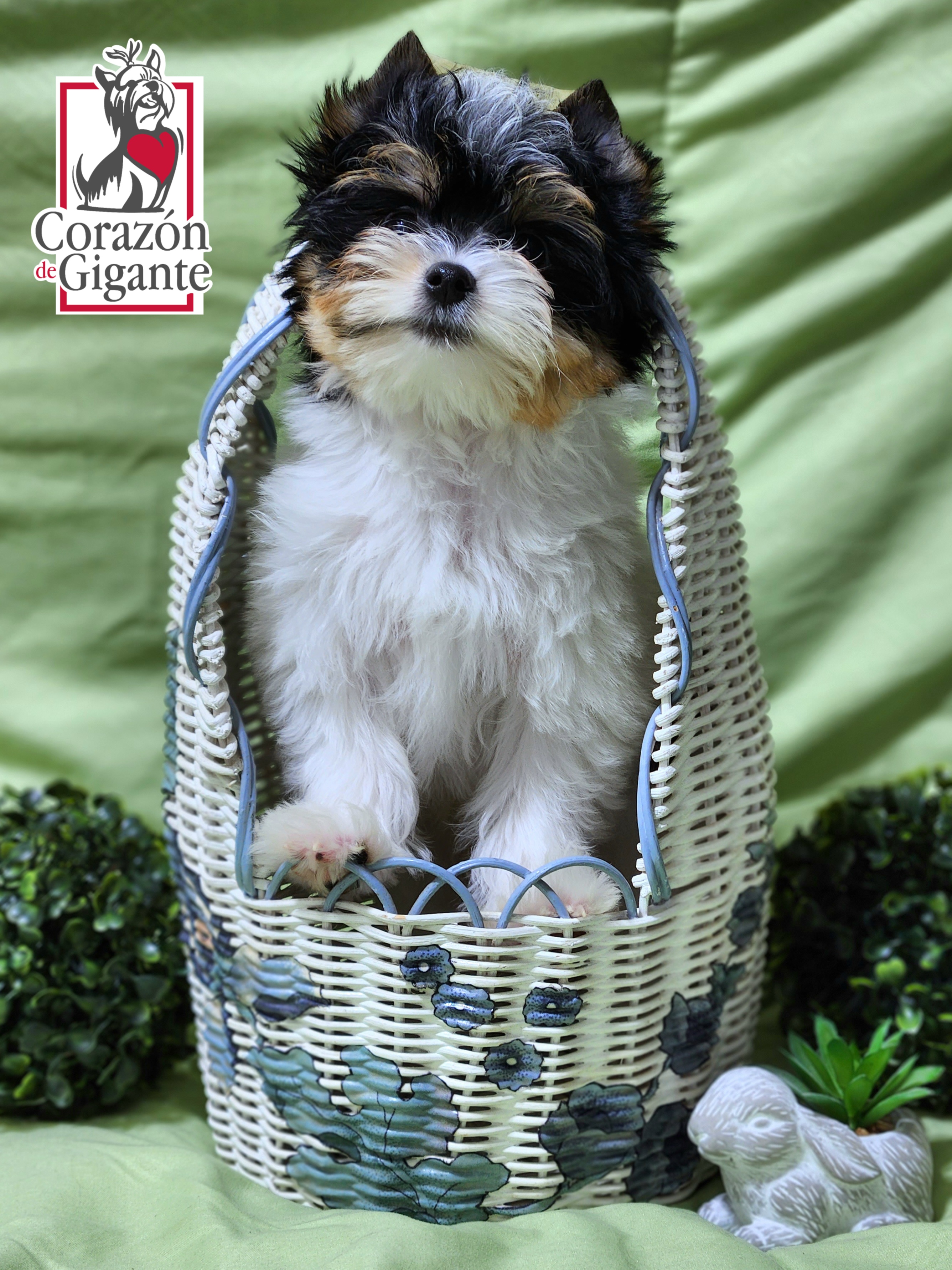 Biewer Terrier and Yorkshire Terrier Puppies from Corazón de gigante