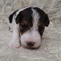 Girl 1 - White black and tan female Wire Fox Terrier puppy in Lancaster, Missouri from Missouri Meadows Farm