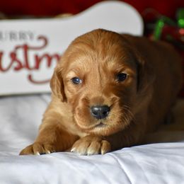 Prancer(yellow collar) - Dark golden male Golden Retriever puppy in Gober, Texas from Trigger Time Kennels