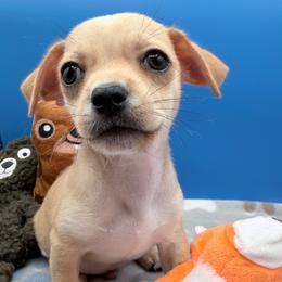 Shrek - Fawn male Chihuahua puppy in Georgia & Florida, Georgia from Fiesta Pups