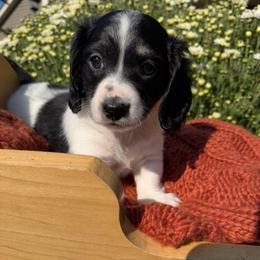 Oreo - Piebald male Dachshund puppy in Chillicothe, Ohio from Brittney's Doxie Den