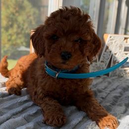 Bailey - Red  female Goldendoodle puppy in Frederick, Maryland from Honey Blossom Doodles