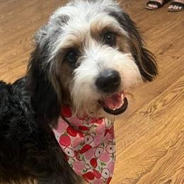 Tilley - Bernedoodle