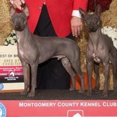 American Hairless Terriers and Chihuahuas from CAS' American Hairless Terriers and Chihuahuas