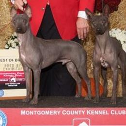American Hairless Terriers and Chihuahuas from CAS' American Hairless Terriers and Chihuahuas