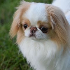 Japanese Chin Puppies from Camelot's Japanese Chin