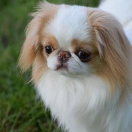 Japanese Chin Puppies from Camelot's Japanese Chin