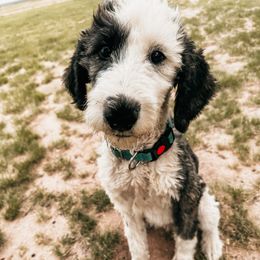 Sheepadoodle Puppies from Kings Doodles