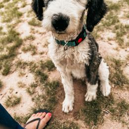 Sheepadoodle Puppies from Kings Doodles