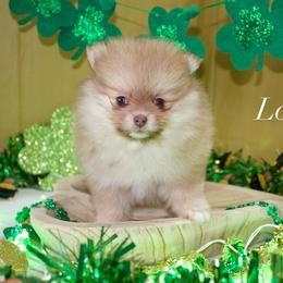 Pomeranian Puppies from The Pom farm