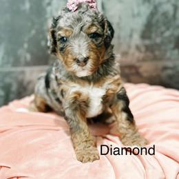 Diamond - Blue merle female Bernedoodle puppy in Pasco, Washington from Camp Doodle Woods