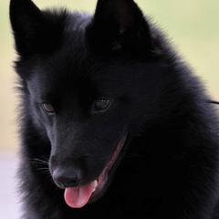 Schipperke All Grown Up from Safari Schipperkes