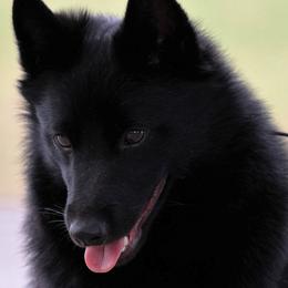 Schipperke All Grown Up from Safari Schipperkes