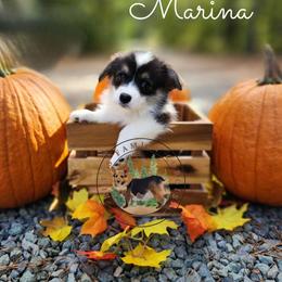 Marina - Black and white female American Corgi puppy in Cameron, North Carolina from Butts Family Corgis