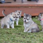 Alaskan Klee Kai Puppies from Thurisia