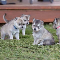 Alaskan Klee Kai Puppies from Thurisia