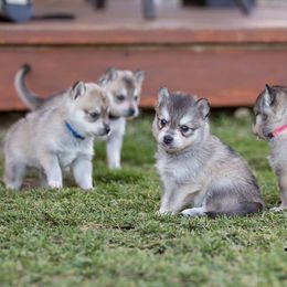 Alaskan Klee Kai Puppies from Thurisia