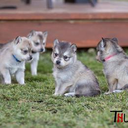 Alaskan Klee Kai Puppies from Thurisia