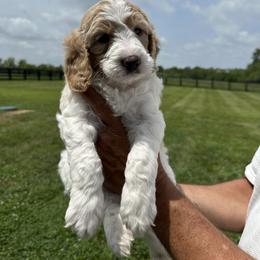 Goldendoodle Puppies from Central Kentucky Goldendoodles
