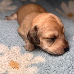Misty - Cream female Dachshund puppy in Littlestown, Pennsylvania from Little Kisses Doxies