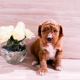 Kiwi - Red  male Goldendoodle puppy in Kissimmee, Florida from Poodle Doodle Kennels
