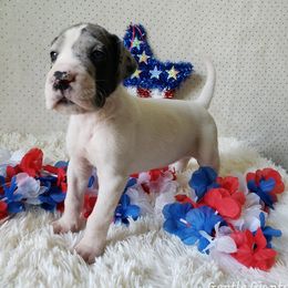 Great Dane Puppies from Gentle Giants of Tennessee Great Danes