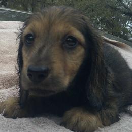 DBs Purcel Saraband (Sara) - Cream female Dachshund puppy in Summerfield, Florida from D & B Ranchette
