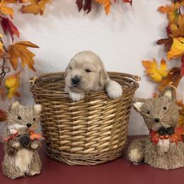 Boy 3 - male Golden Retriever puppy in Overton, Nevada from Sinfully Sweet Kennel