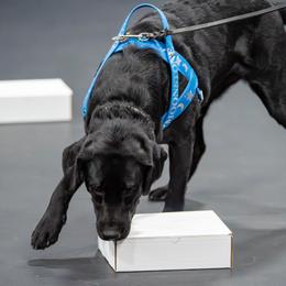 Labrador Retrievers from Little Helper Kennels