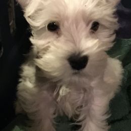 Miniature Schnauzer Puppies from Nana Rees Pups