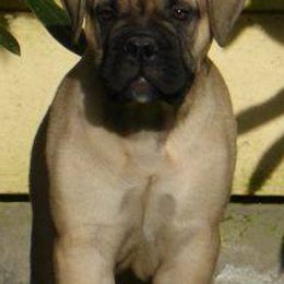 Bullmastiffs from Barb'Eric Bullmastiffs
