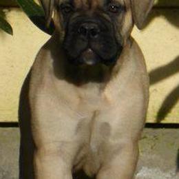 Bullmastiffs from Barb'Eric Bullmastiffs