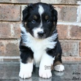 Watson - Black tri-color male Australian Shepherd puppy in Wichita Falls, Texas from Spotted Mule Aussies