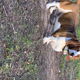 Chloe - Basset Hound