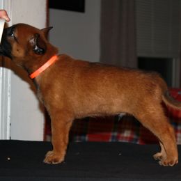 Belgian Malinois Puppies from Pyrex Kennels