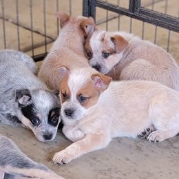 Australian Cattle Dog Puppies from Miller Australian Cattle Dogs