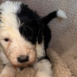 Boy 6 orange Collar - Black and white male Sheepadoodle puppy in Eleva, Wisconsin from Molly’s Doodles