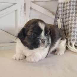 Rocket - Red and white male Shih Tzu puppy in Mattawan, Michigan from Country Blessed Shih Tzus