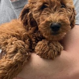 Golden Aussiedoodles, Goldendoodles, and Poodles from Doodles and Poodles Naturally