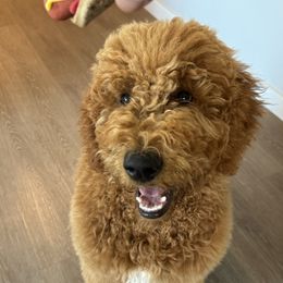 Goldendoodle All Grown Up from Dawnie’s Doodles